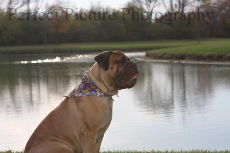 Pet photography h