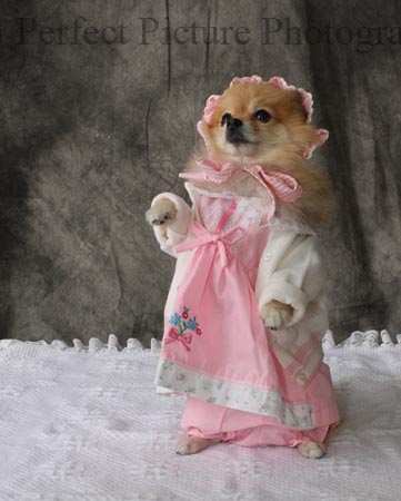 Pet photography