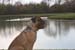 Pet photography h